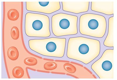 Fluid compartments: plasma, interstitial fluid, intracellular fluid