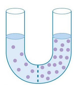 U-tube with solute distribution