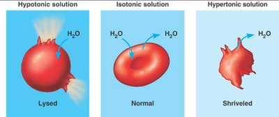 Red blood cells in hypotonic, isotonic, and hypertonic solutions