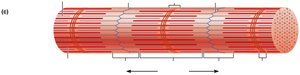 Sarcomere structure