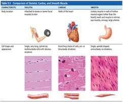 Comparison of Skeletal, Cardiac, and Smooth Muscle