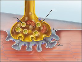 Neuromuscular junction structure