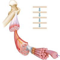 Muscle structure hierarchy