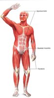 Muscle attachments: tendons and aponeuroses