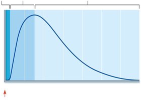 Muscle twitch phases