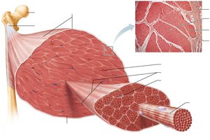 Connective tissue sheaths of skeletal muscle