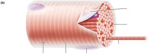 Microscopic anatomy of a skeletal muscle fiber