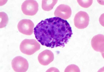 Basophil under microscope