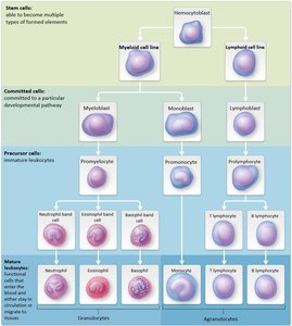 Leukopoiesis cell lineage chart