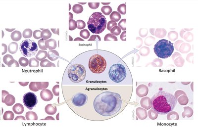 Leukocyte types and classification