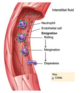 Leukocyte migration: chemotaxis, margination, diapedesis