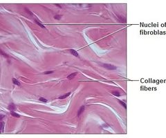 Simple squamous epithelium in lung alveoli