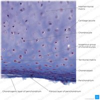 Simple cuboidal epithelium in kidney tubules