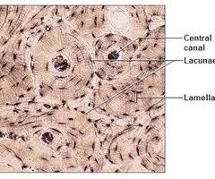 Simple columnar epithelium in digestive tract