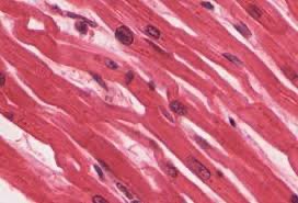 Transitional epithelium in urinary bladder