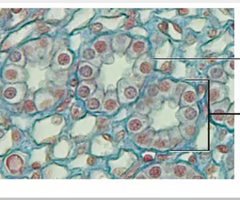 Loose areolar connective tissue