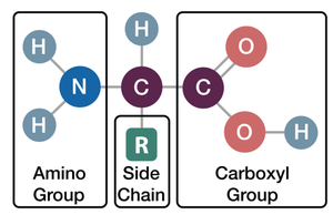 Amino acid structure diagram