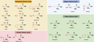 Amino acid groups: nonpolar, polar, acidic, basic