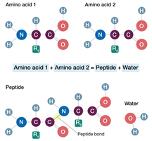 Peptide bond formation between amino acids