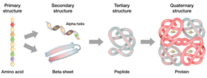 Protein structural levels: primary, secondary, tertiary, quaternary