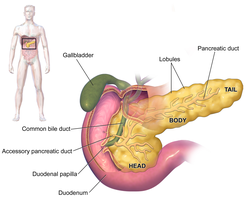 Anatomy of the pancreas showing ducts and relation to duodenum