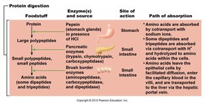 Protein digestion and absorption in the small intestine