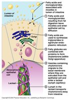 Absorption of lipids and formation of chylomicrons
