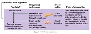 Overview of nucleic acid digestion and absorption
