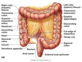 Gross anatomy of the large intestine