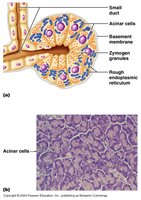 Histology of pancreatic acinar cells and ducts