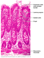 Histology of the large intestine showing goblet cells and crypts