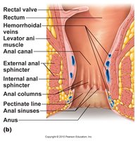 Anatomy of the anal canal and sphincters