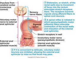 Defecation reflex and neural control