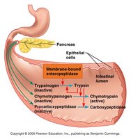 Activation of pancreatic proteases in the small intestine