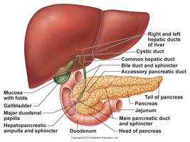 Anatomy of the duodenum and associated ducts