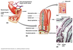 Microscopic anatomy of the small intestine showing villi and microvilli