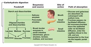 Overview of carbohydrate digestion and absorption