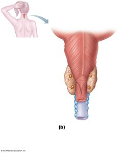 Location of parathyroid glands on the thyroid gland