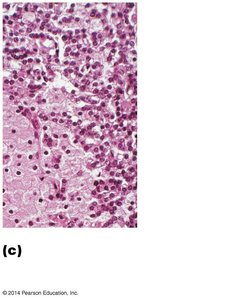 Histology of the parathyroid gland