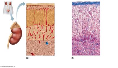 Gross and microscopic structure of the adrenal gland