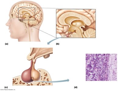 Anatomy and histology of the pituitary gland