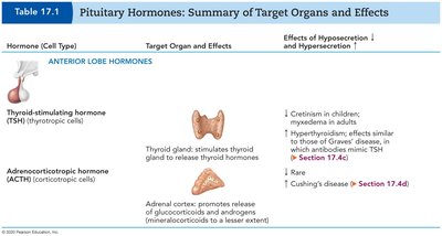 Table of pituitary hormones: TSH and ACTH