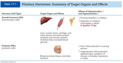 Table of pituitary hormones: GH and PRL