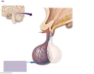 Hypophyseal portal system: anterior pituitary control