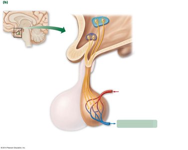 Hypothalamo-hypophyseal tract: posterior pituitary control