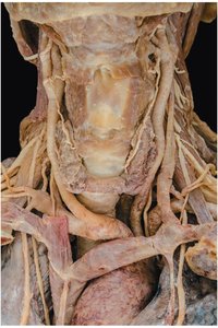 Gross anatomy and histology of the thyroid gland