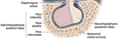 Pituitary gland lobes and sella turcica