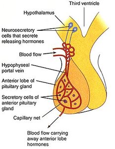 Hypothalamic-pituitary connections