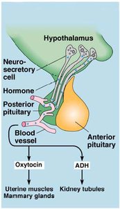 Anterior pituitary hormone targets