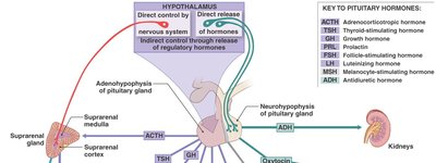 Posterior pituitary hormone targets